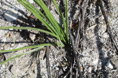 Trachyandra revoluta