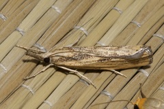 Agriphila inquinatella