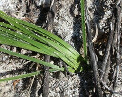Trachyandra revoluta