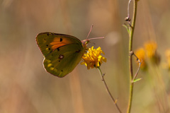 Colias myrmidone