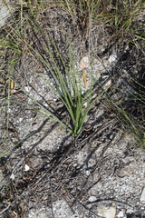 Trachyandra revoluta