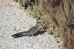 Geococcyx californianus
