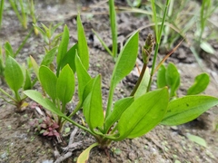 Alisma gramineum