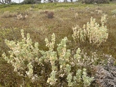 Atriplex lindleyi