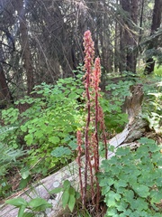 Pterospora andromedea