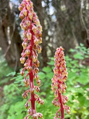 Pterospora andromedea