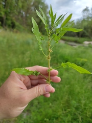 Rumex marschallianus