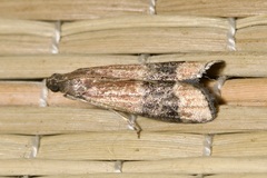 Euzopherodes charlottae