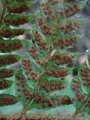 Polystichum aculeatum