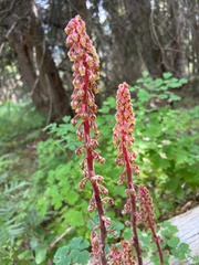 Pterospora andromedea