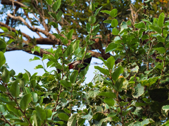 Pycnonotus cafer