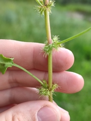 Rumex marschallianus