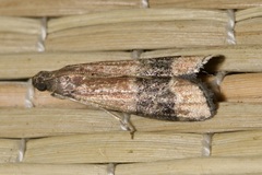 Euzopherodes charlottae