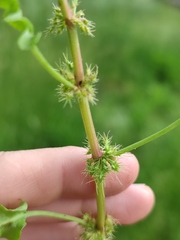 Rumex marschallianus