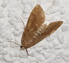 Parapoynx stratiotata