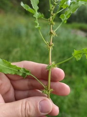 Rumex marschallianus