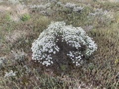 Olearia pimeleoides