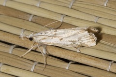 Agriphila inquinatella