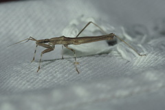 Sastrapada baerensprungi