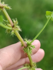 Rumex marschallianus