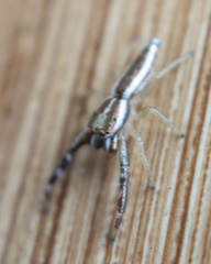 Hentzia grenada