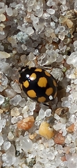Coccinula quatuordecimpustulata
