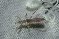 Sastrapada baerensprungi