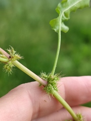 Rumex marschallianus