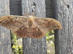 Antheraea yamamai