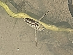 Anisops