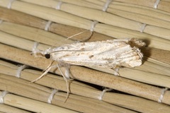 Agriphila inquinatella