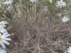 Olearia pimeleoides