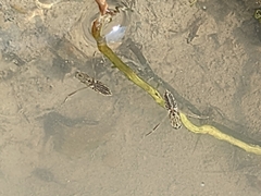 Anisops