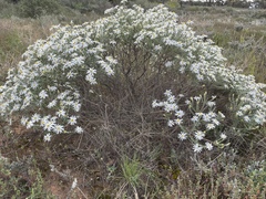 Olearia pimeleoides