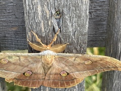 Antheraea yamamai