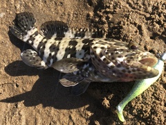 Epinephelus malabaricus