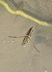 Anisops