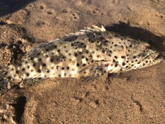 Epinephelus malabaricus