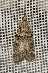 Eudonia mercurella