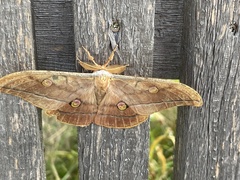 Antheraea yamamai