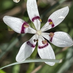Wurmbea dioica