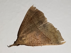 Hypena proboscidalis