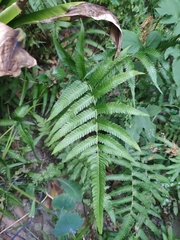 Christella acuminata