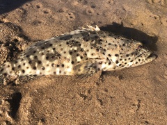 Epinephelus malabaricus