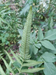 Christella acuminata