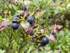 Vaccinium myrtillus