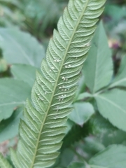 Christella acuminata