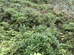 Vaccinium myrtillus