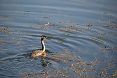 Podiceps cristatus