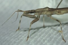 Sastrapada baerensprungi